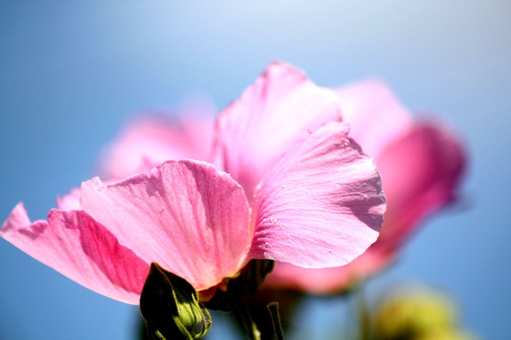 芙蓉1