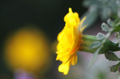 マリーゴールド6