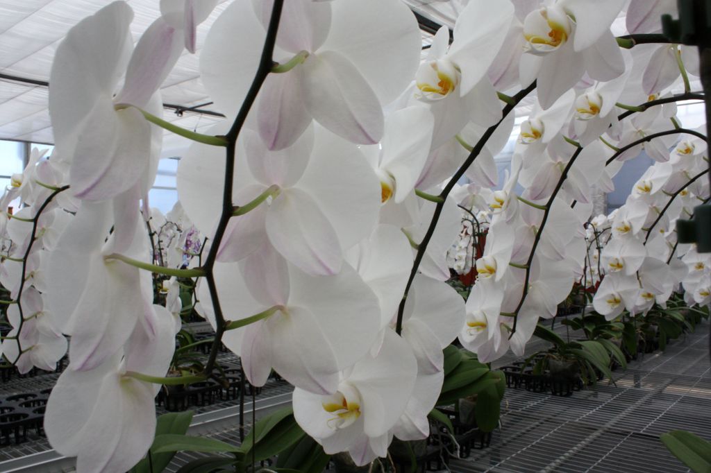 横浜大輪欄華園14