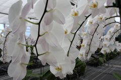 横浜大輪欄華園14