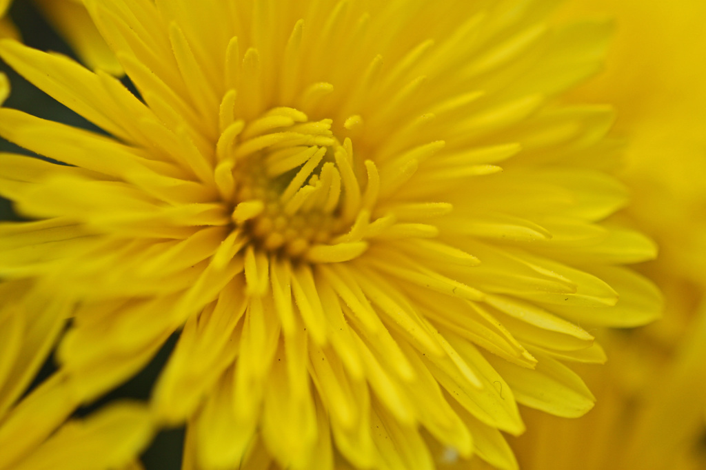 Yellow chrysanthemum　12
