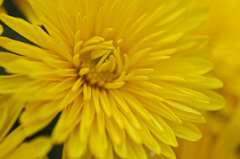 Yellow chrysanthemum　12
