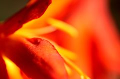 ヒメオウギスイセン4