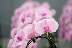 横浜大輪欄華園7