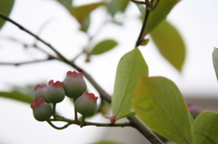 鳥が先か・・・？