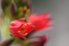 多肉植物・古紫