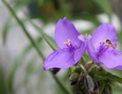 アタシのほうが美味しいのに・・・。