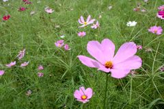 コスモス12