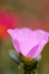 ポーチュラカ10