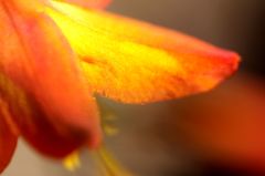 ヒメオウギスイセン2