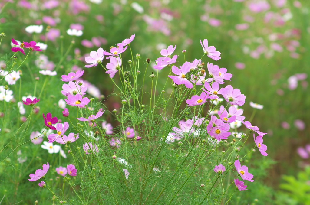 秋は秋桜から