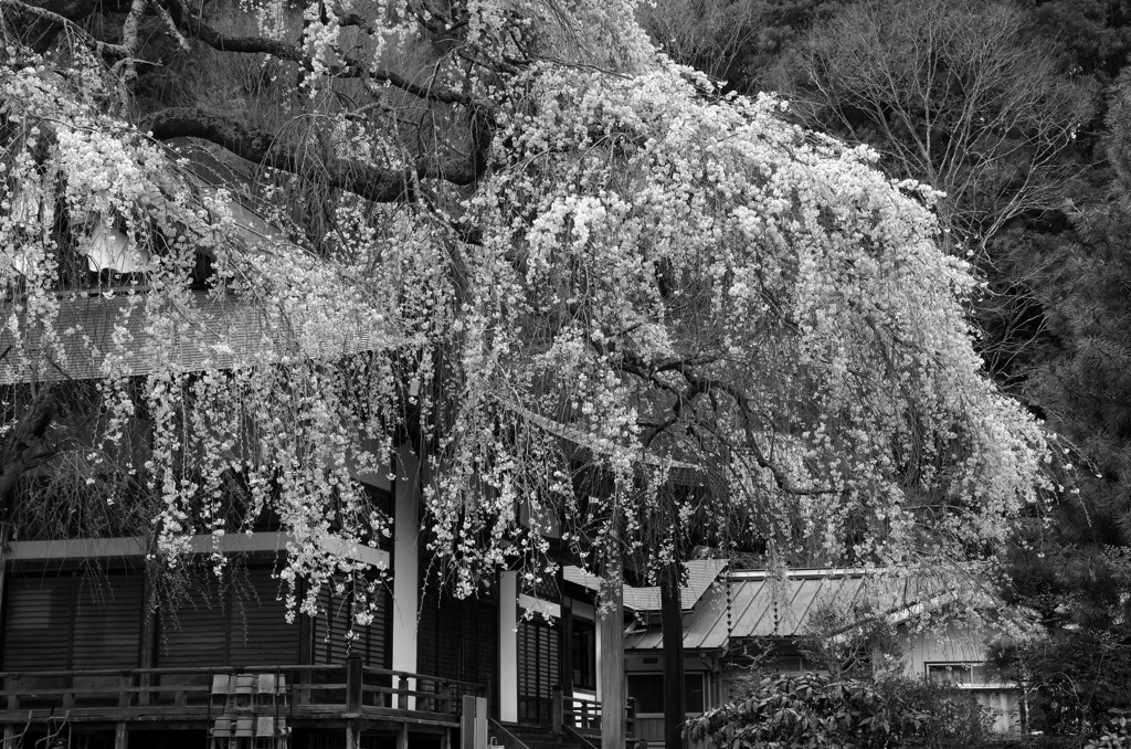 気高き花