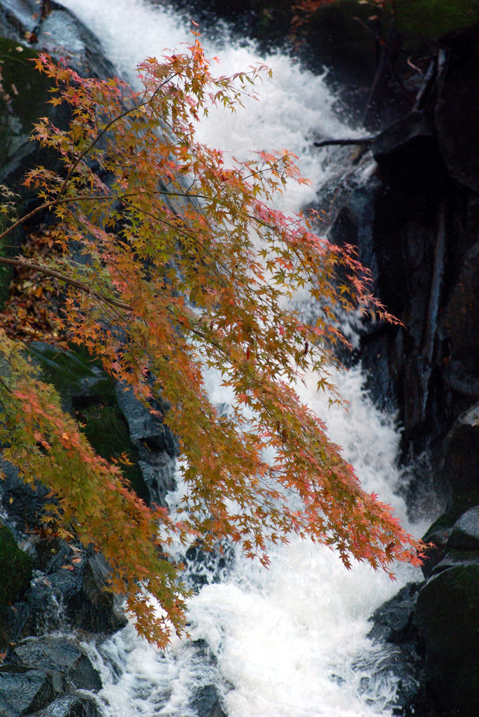 滝に紅葉