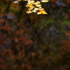 紅葉筏