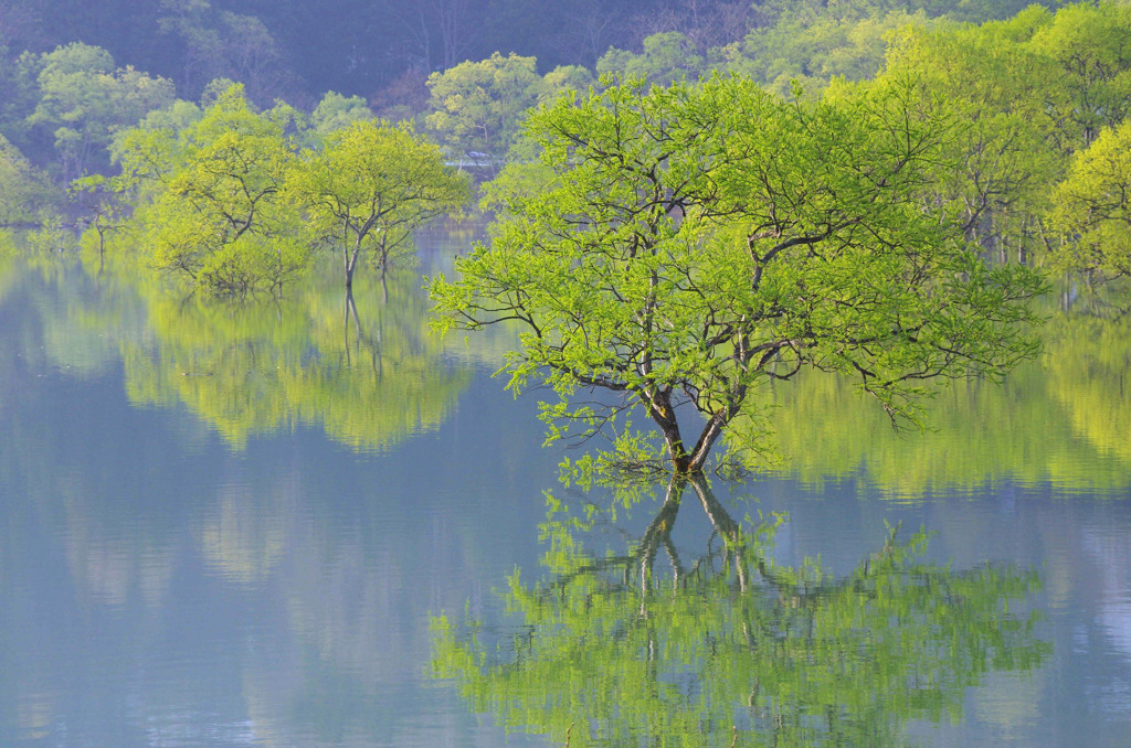 麗しき水没