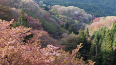 山の息吹き