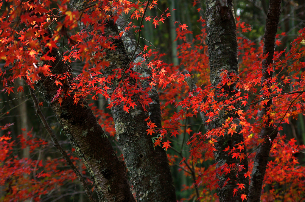 秋の記憶：人知れず深紅