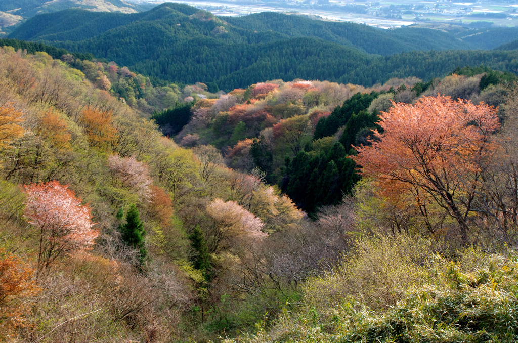 春深し