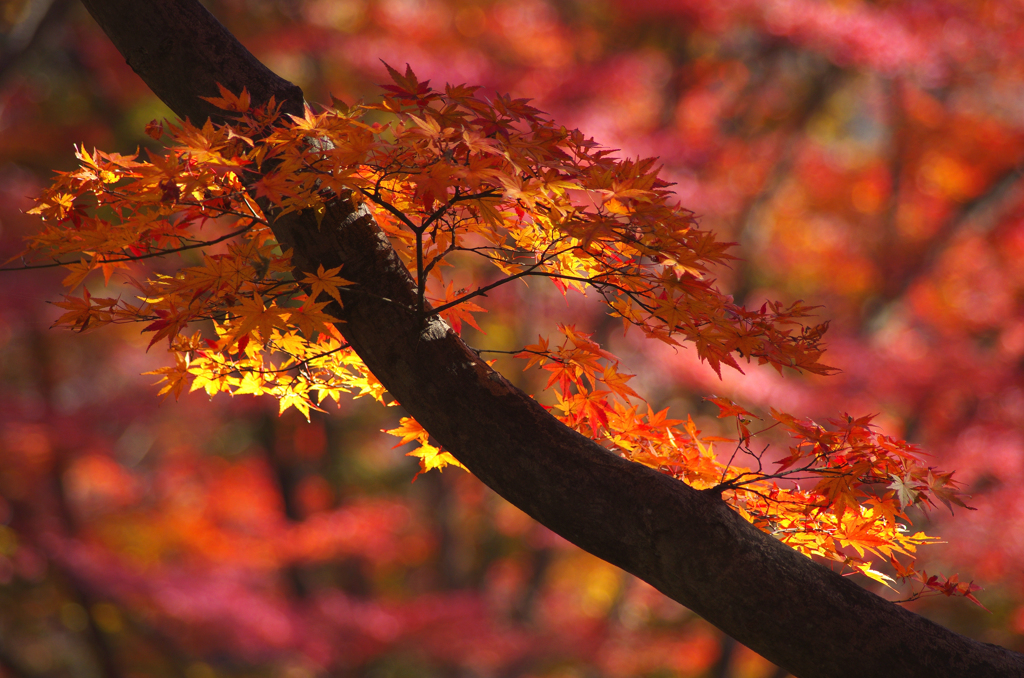 秋の色香