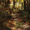 矢ノ原の小路