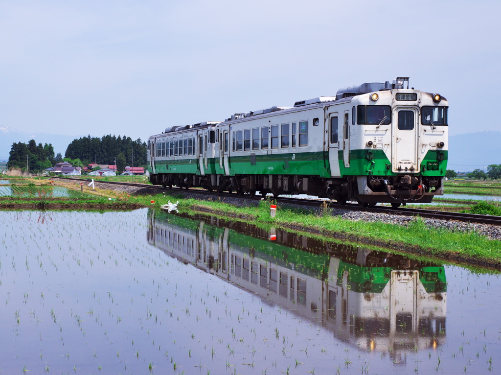 早苗田を行く