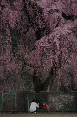 花の愛