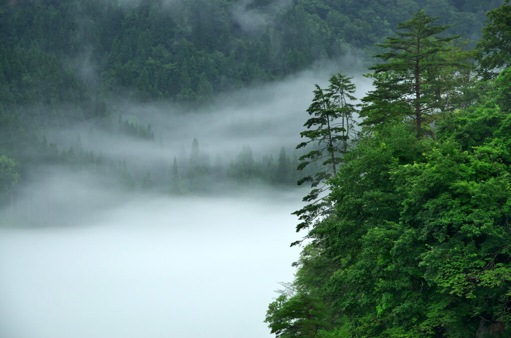 溢れ行く川霧