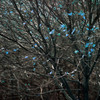 冬の芽生え