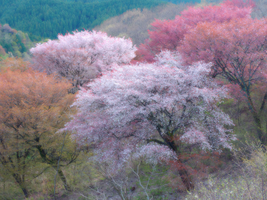 花の宴