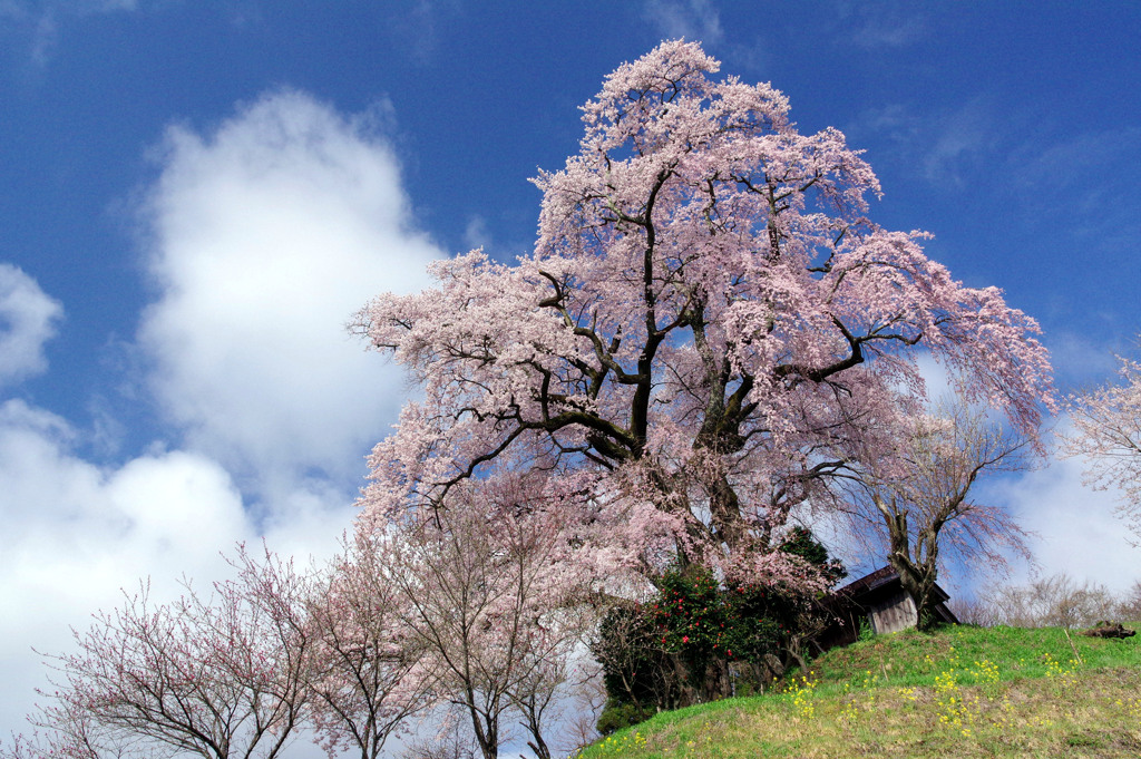 春陽の空