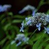 梅雨花