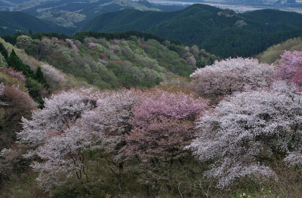 花惜しむ