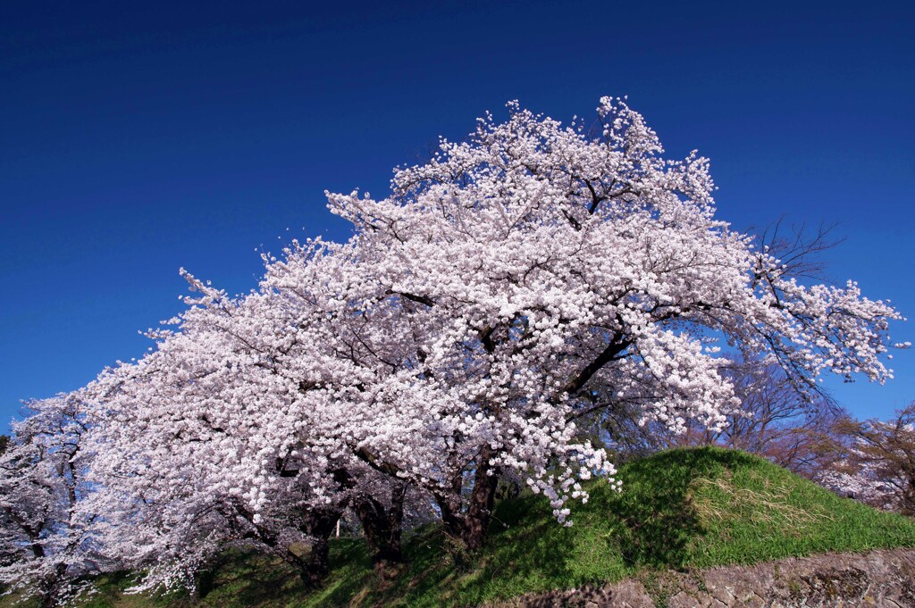 碧天の花