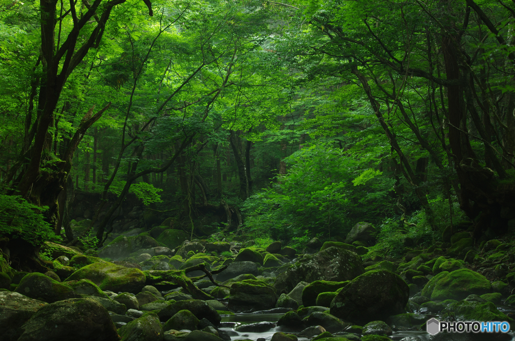 緑深き森