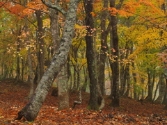 山の香り