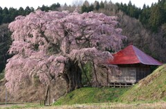 上石の不動桜