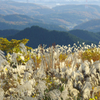 気分は山頭火
