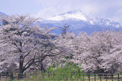 桜前線雪山こえて