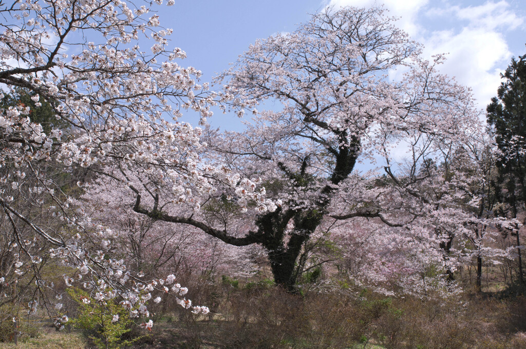 混雑の華