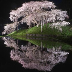花の万華鏡