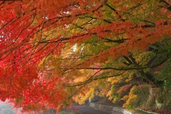 朝霧を行く