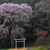 春雨を行く