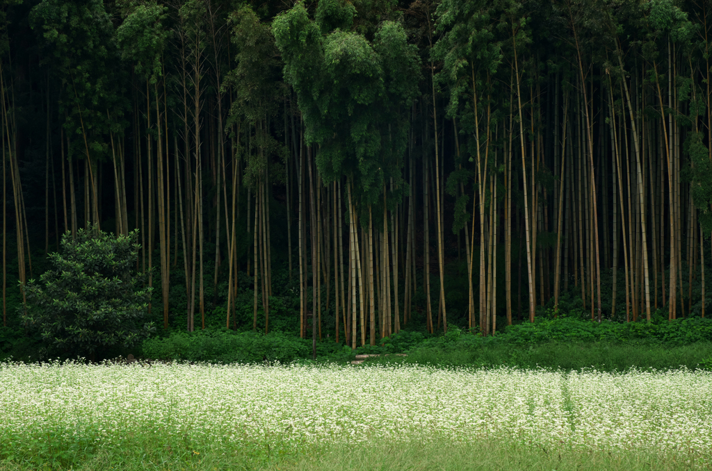 野の秋