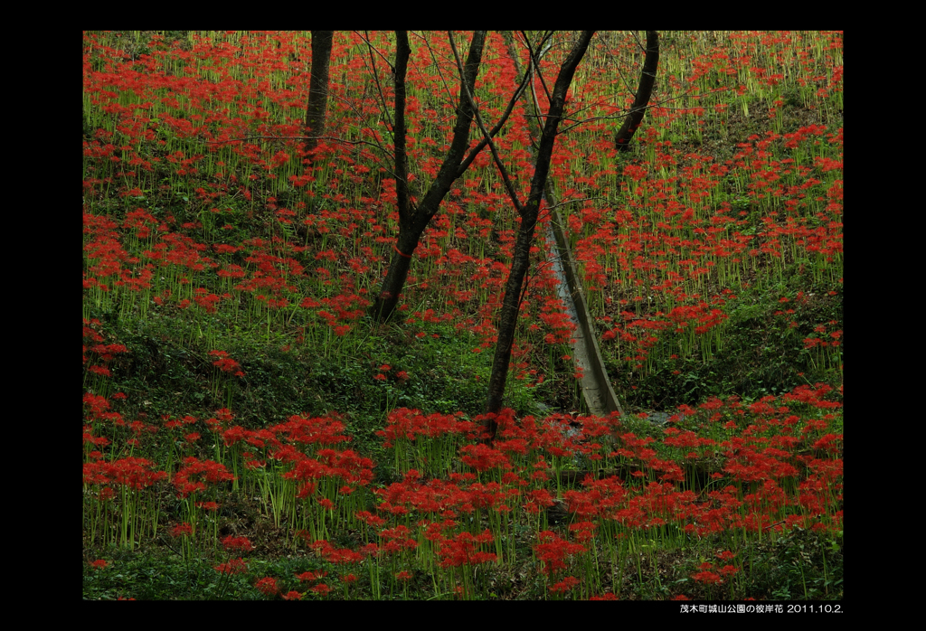 茂木城址公園の彼岸花２