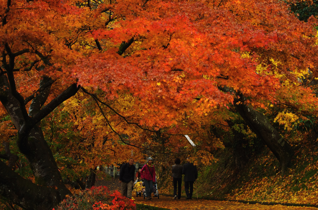紅葉くぐり