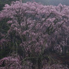 対峙