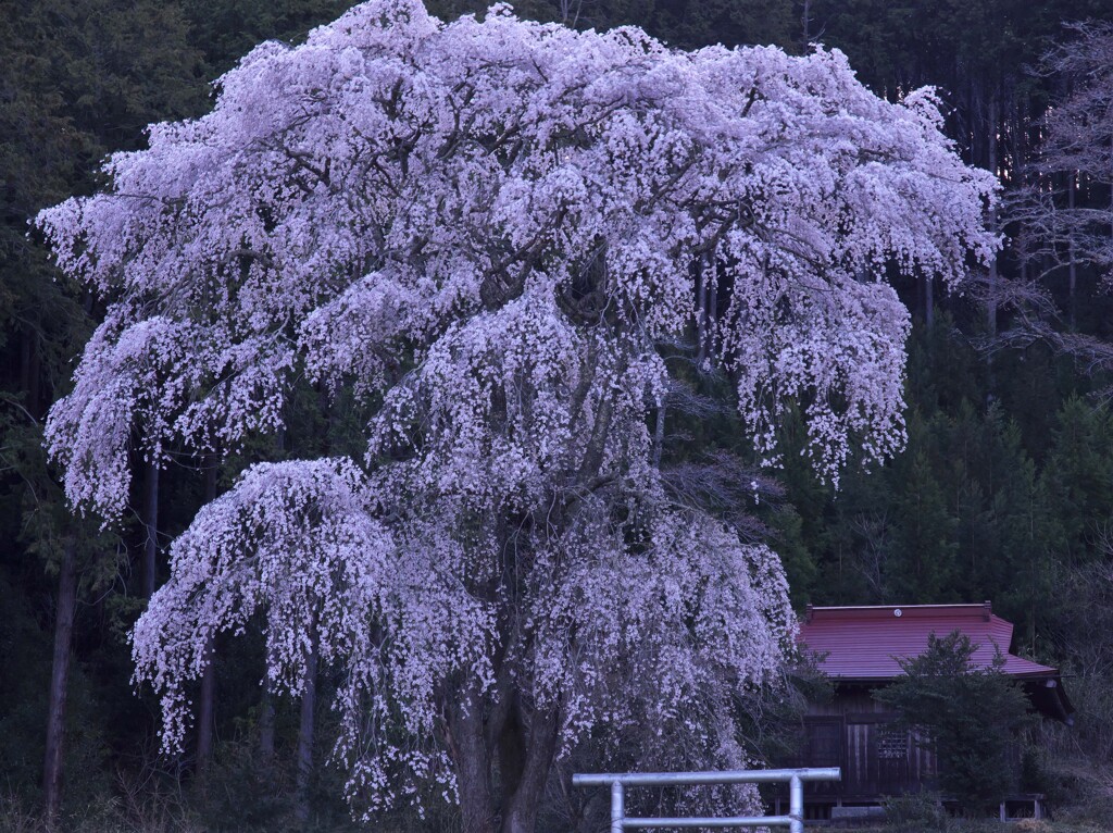 花紫の巨人