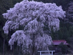 花紫の巨人
