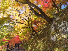 盛秋のもみじ寺