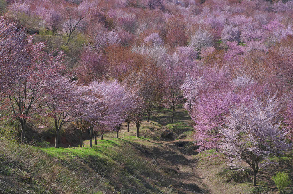 桜海